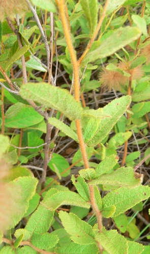 Triumfetta trichocarpa