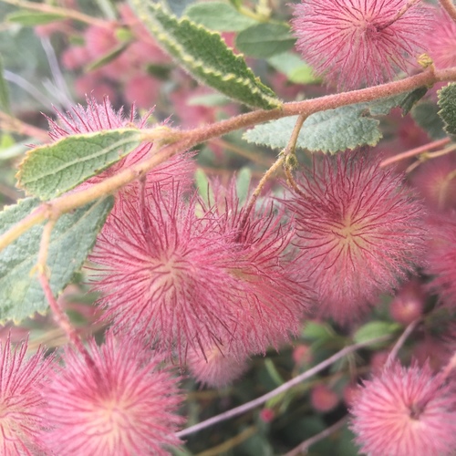 Triumfetta trichocarpa