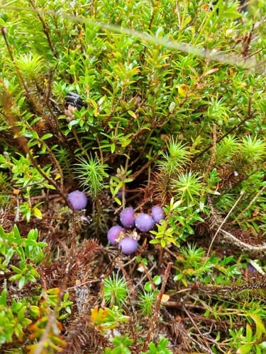 Trochocarpa clarkei