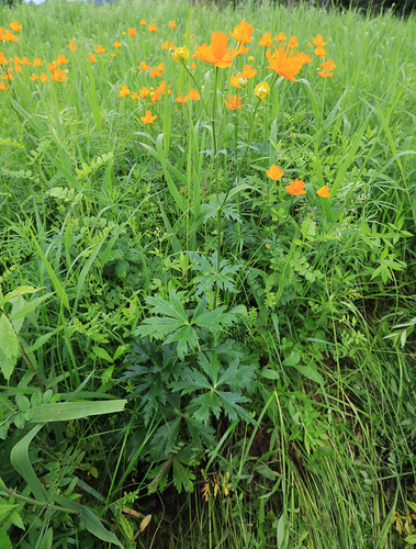 Trollius chinensis