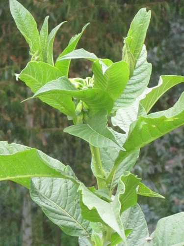 Trozelia umbellata