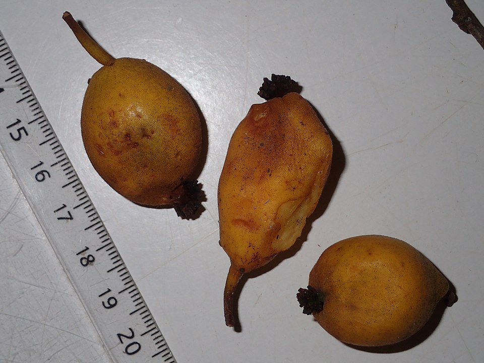 Trymatococcus amazonicus