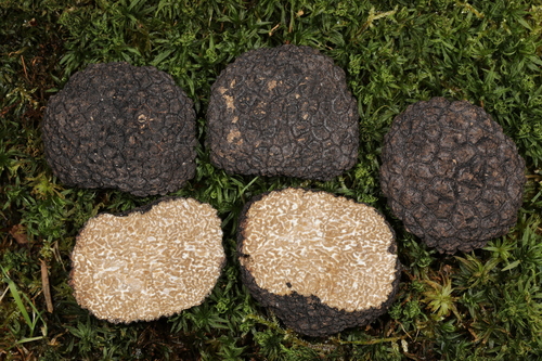 Tuber aestivum