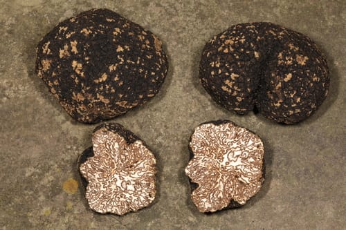 Tuber mesentericum