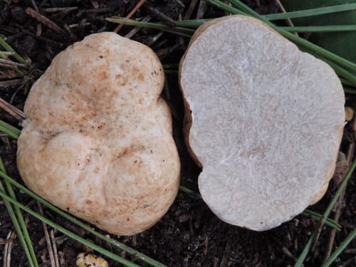 Tuber oligospermum