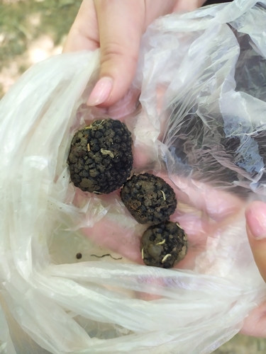 Tuber uncinatum