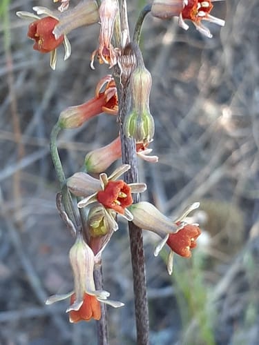 Tulbaghia alliacea