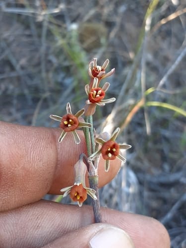Tulbaghia alliacea