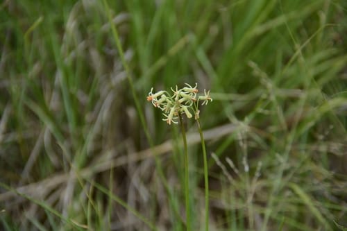 Tulbaghia leucantha