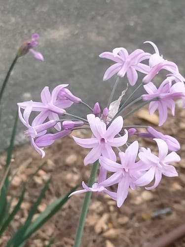 Tulbaghia violacea