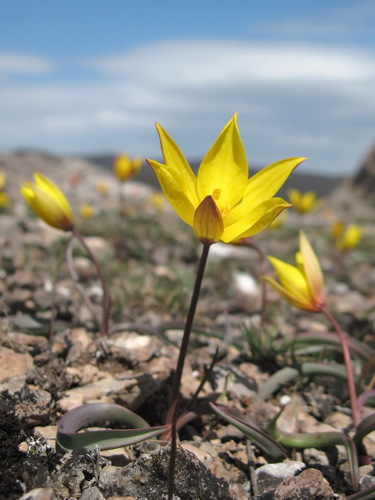 Tulipa australis
