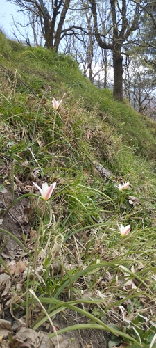 Tulipa clusiana
