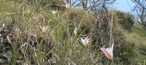Tulipa clusiana