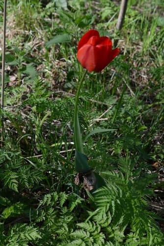 Tulipa gesneriana