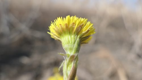 Tussilago farfara