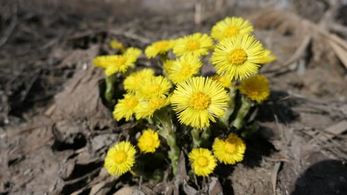 Tussilago farfara