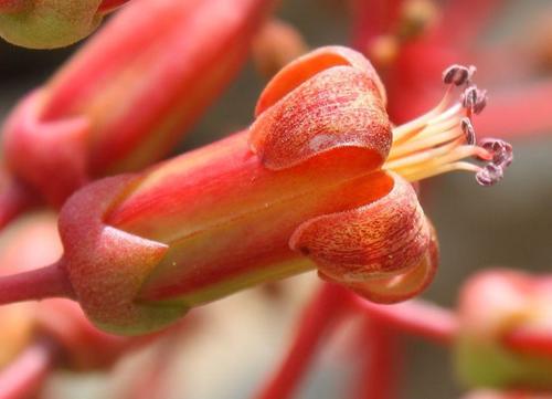 Tylecodon paniculatus