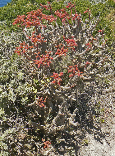 Tylecodon paniculatus