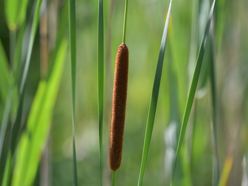 Cattail