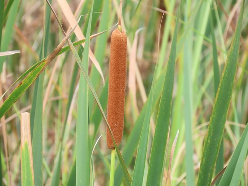 Typha capensis