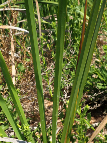Typha elephantina