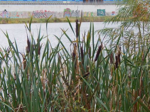 Typha latifolia