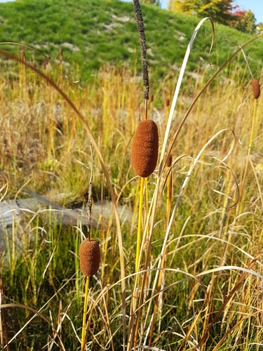 Typha laxmannii