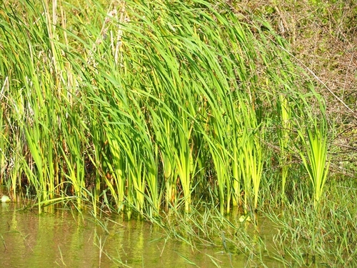 Typha orientalis