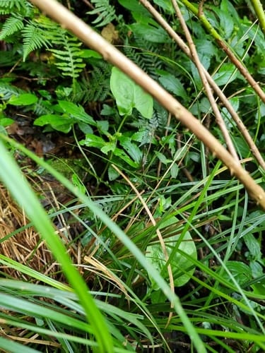 Typhonium brownii