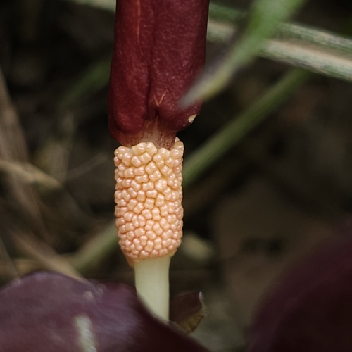 Typhonium divaricatum