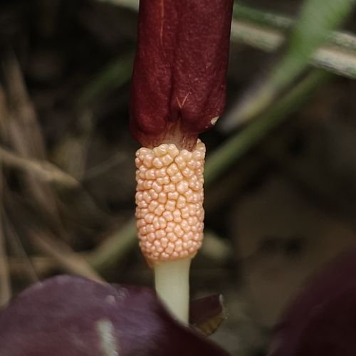 Typhonium divaricatum