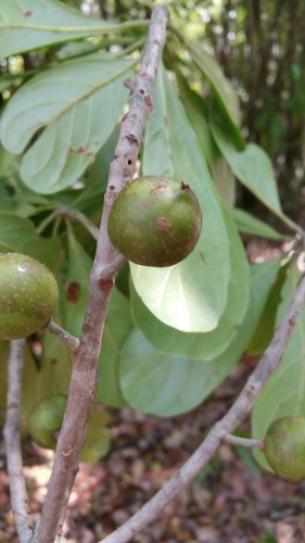 Uapaca ferruginea