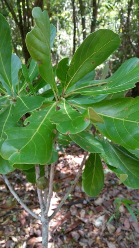 Uapaca ferruginea