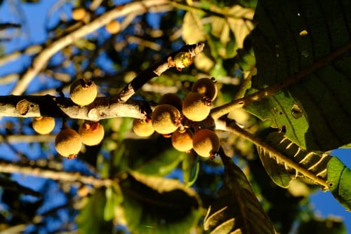 Uapaca pilosa