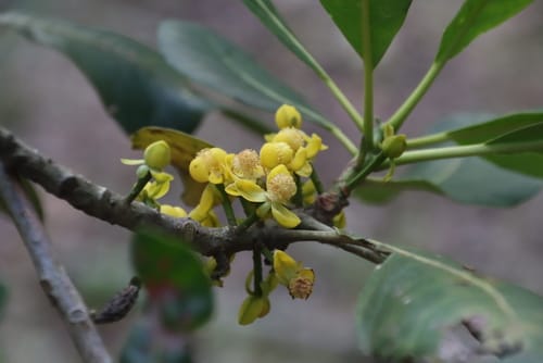 Uapaca sansibarica