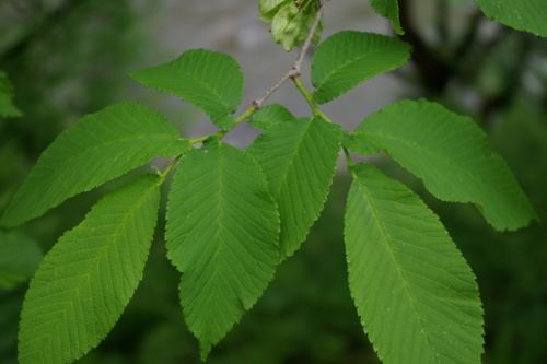 Ulmus glabra