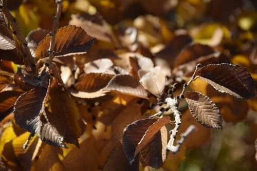 Ulmus macrocarpa