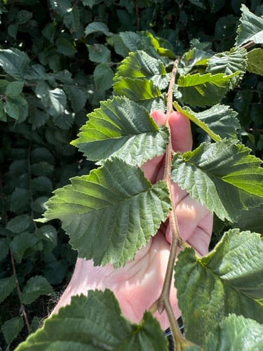 Ulmus procera