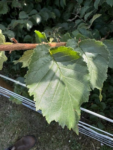 Ulmus procera