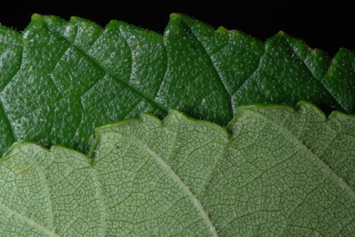 Ulmus rubra