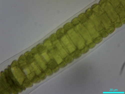 Ulotrichaceae