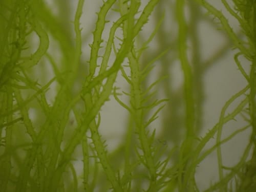 Ulva compressa