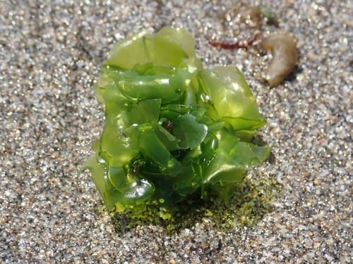 Ulva conglobata