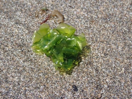 Ulva conglobata