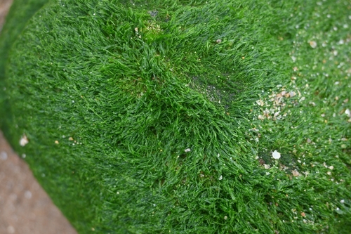 Ulva prolifera