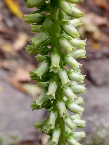 Umbilicus horizontalis