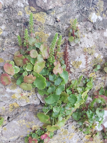 Umbilicus rupestris