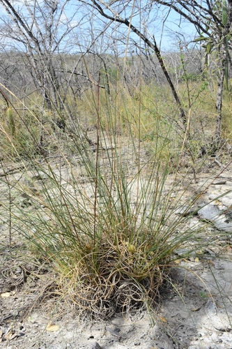 Uniola virgata