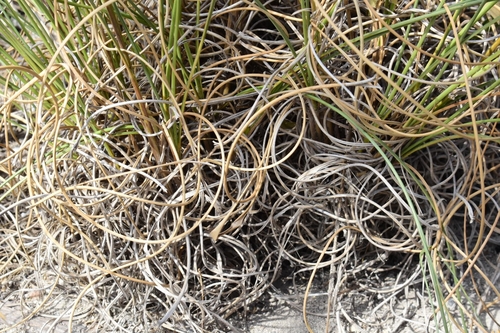 Uniola virgata