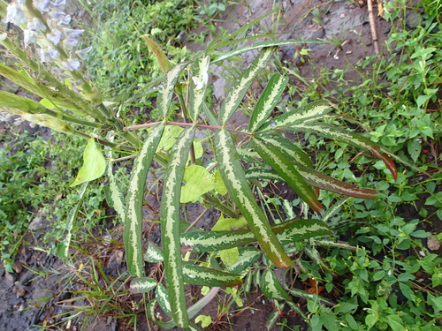 Uraria picta